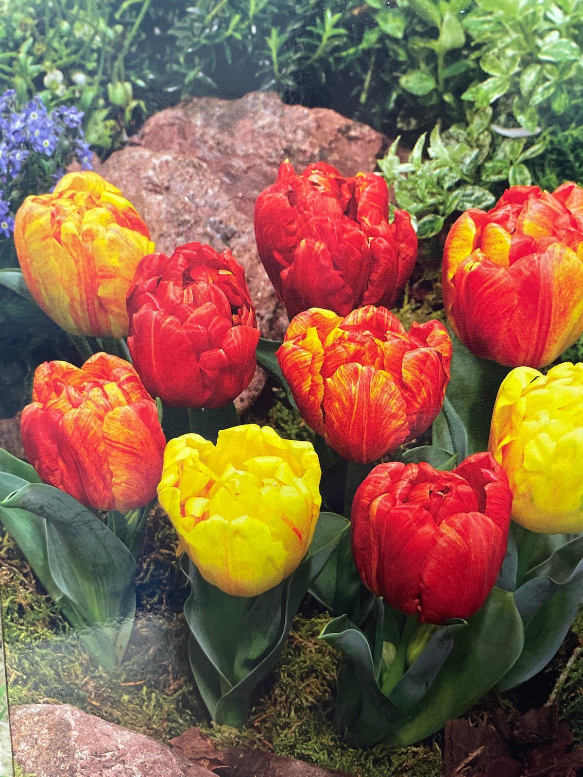 Tulpė FLAMING BABY