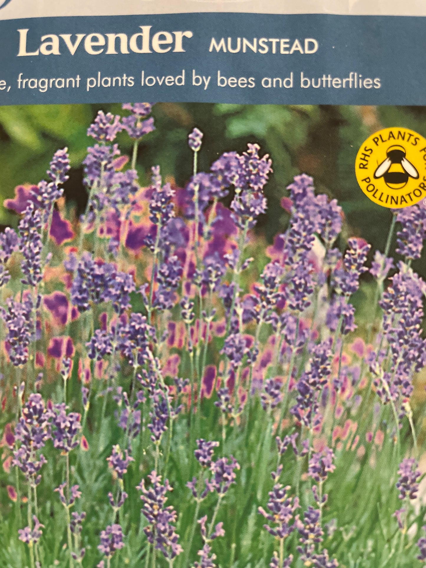 Tikrosios levandos MUNSTEAD , 150 s