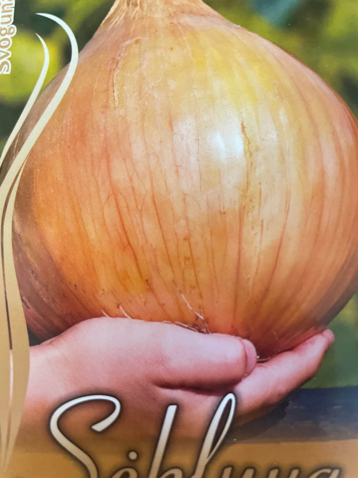 Valgomieji svogūnai GLOBO 1,5 g