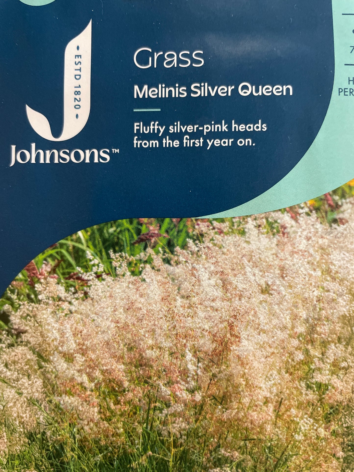 Melinis SILVER QUEEN, 25 s