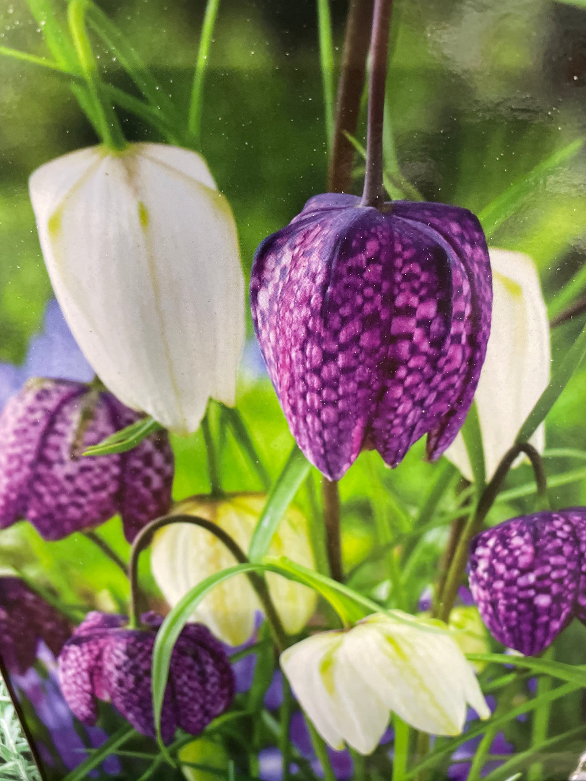 Paprastoji margutė Fritillaria meleagris (lot.)
