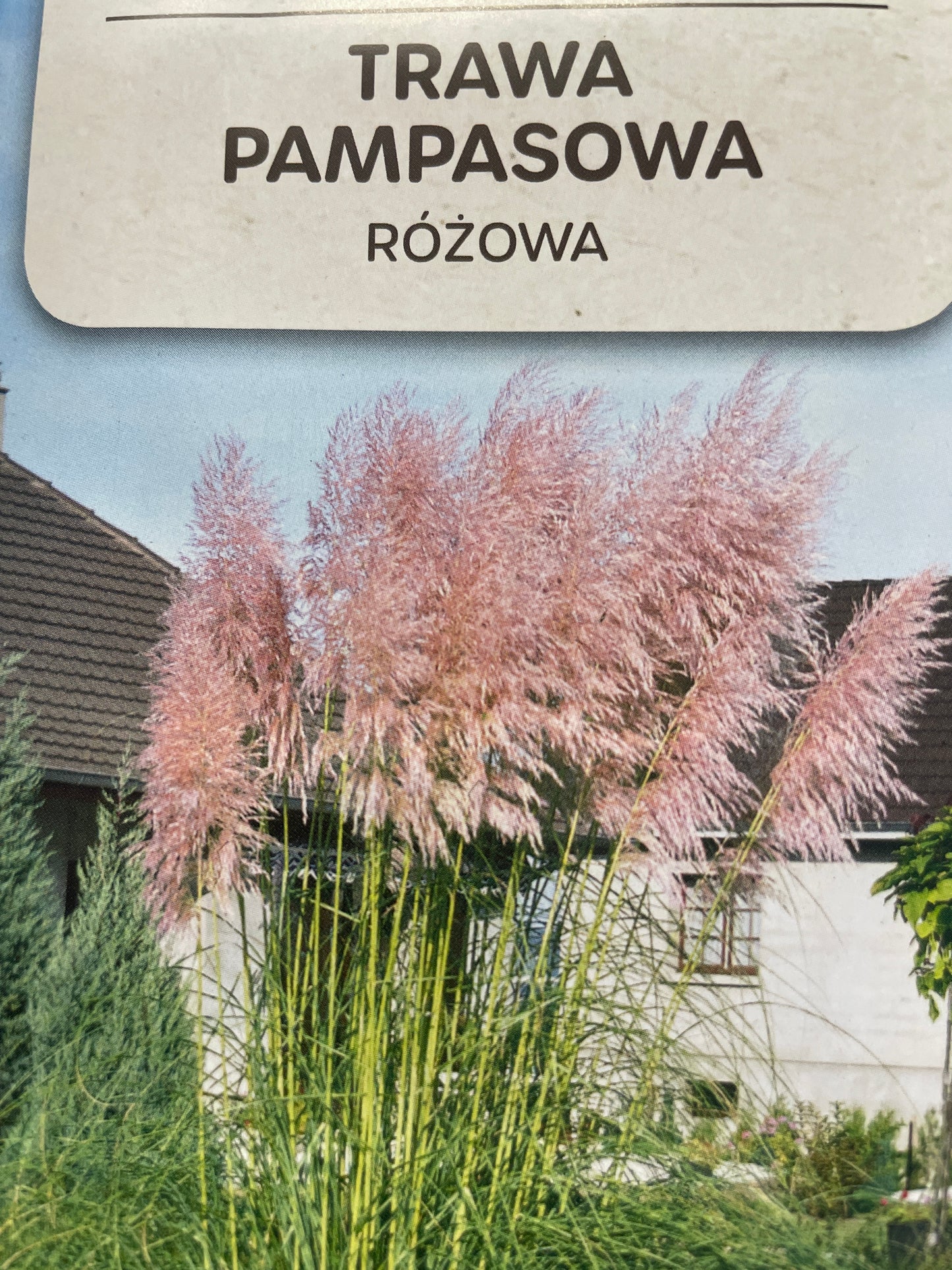 Kortaderija rožinė 0,1g
