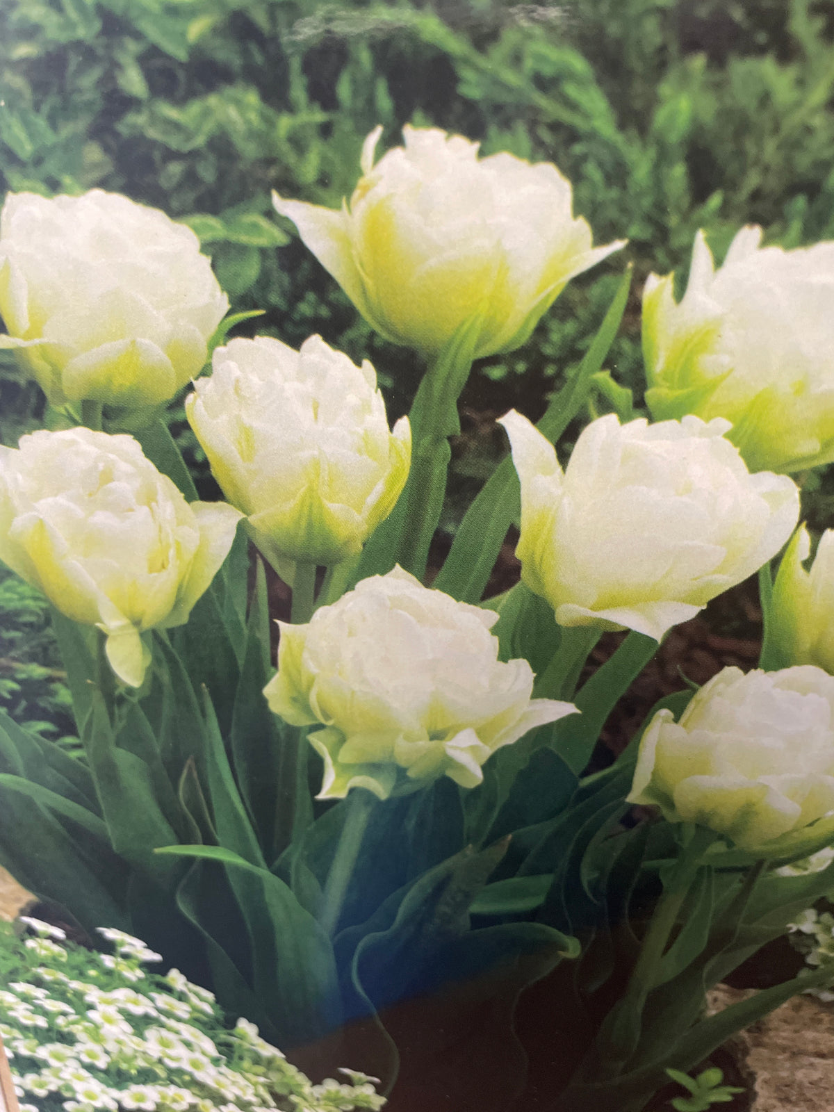 Tulpe GLOBAL DESIRE