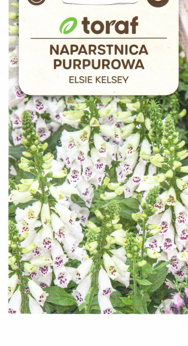 Paprastosios rusmenės Elsie Kelsey