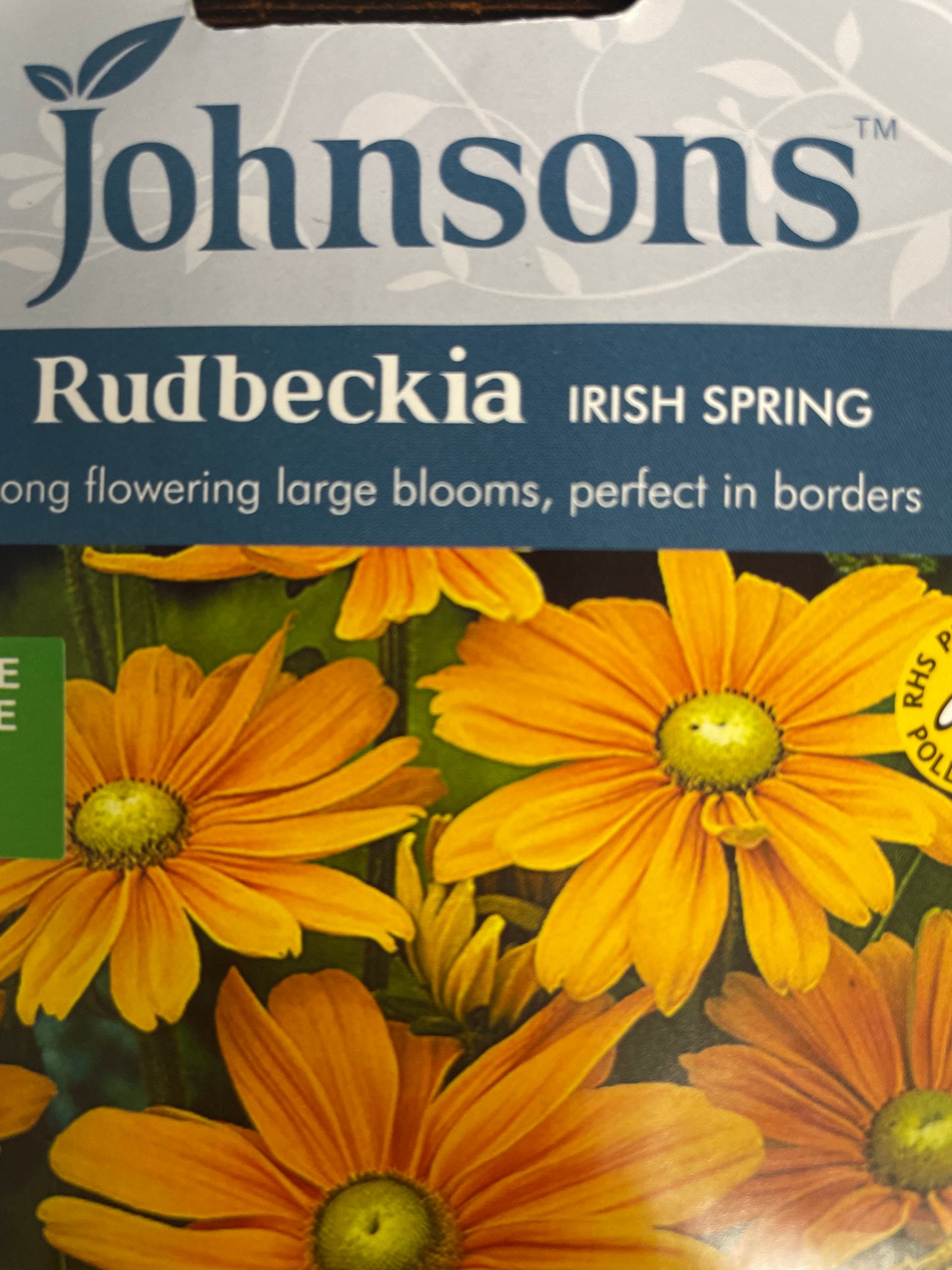 Plaukuotosios rudbekijos IRISH SPRING, 50 s