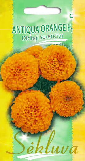 Didieji serenčiai ANTIQUA ORANGE F1 15s