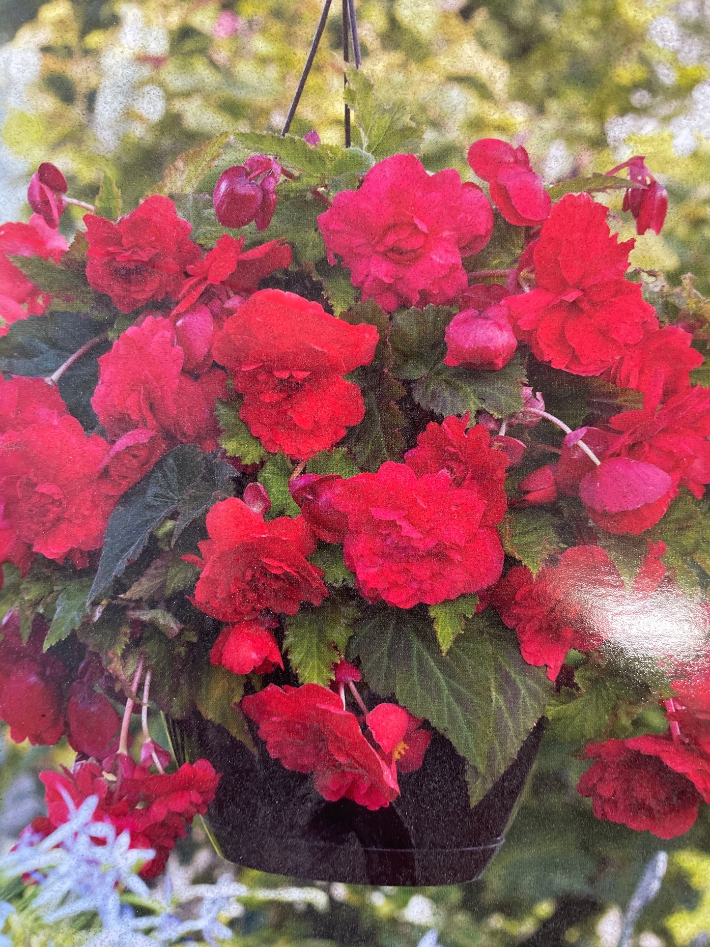 Svyrančios begonijos ODORATA RED GLORY