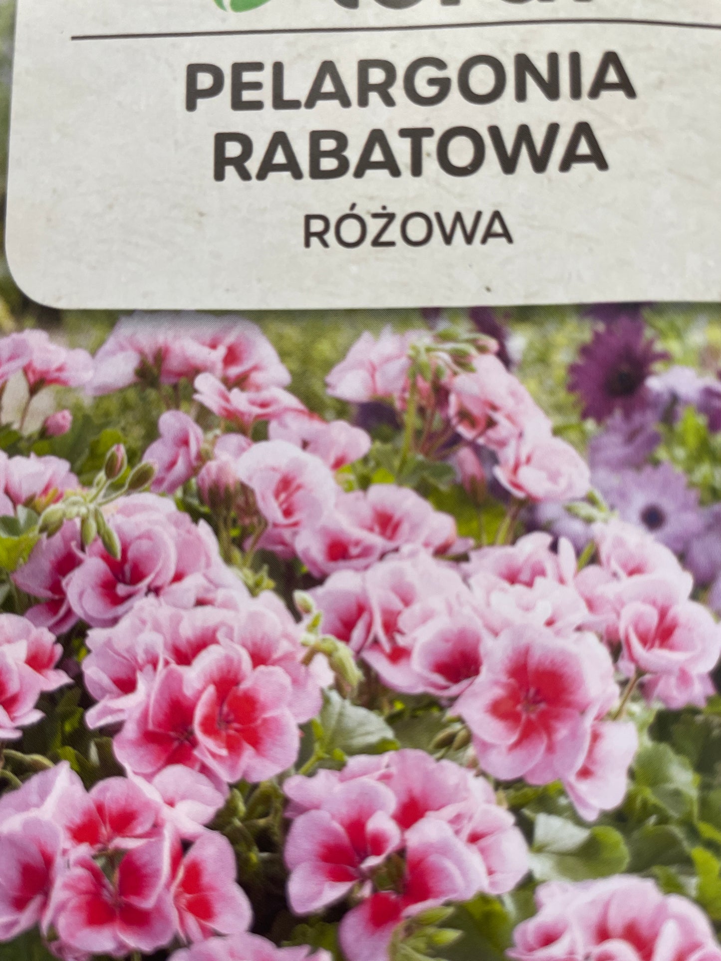 Pelargonijos krūminės (rožinės) 0,05 g