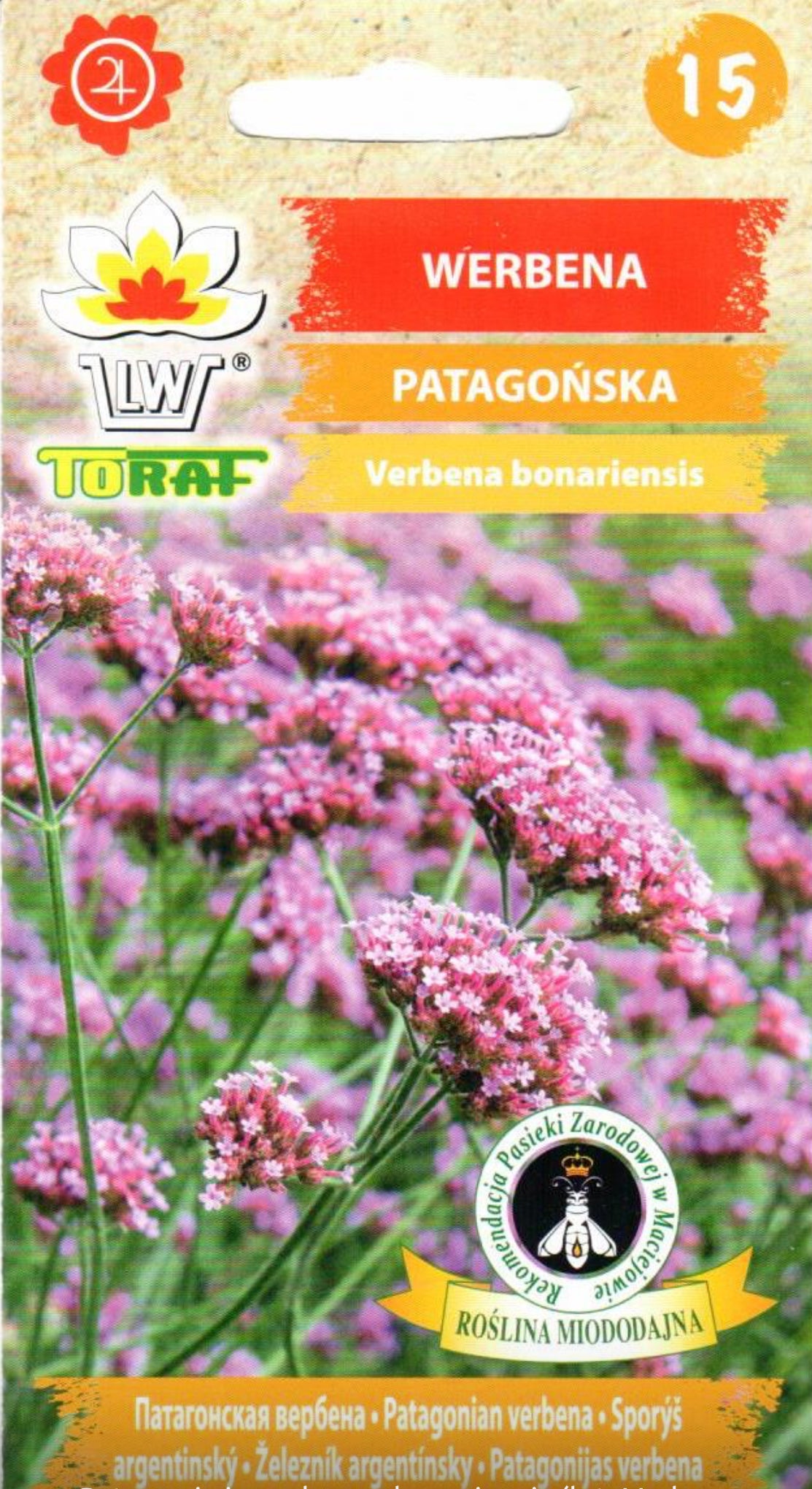 Patagoninės verbenos bonariensis