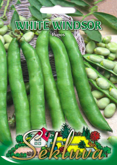 Pupos WHITE WINDSOR
