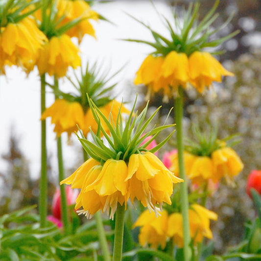 Geltonos margutės LUTEA