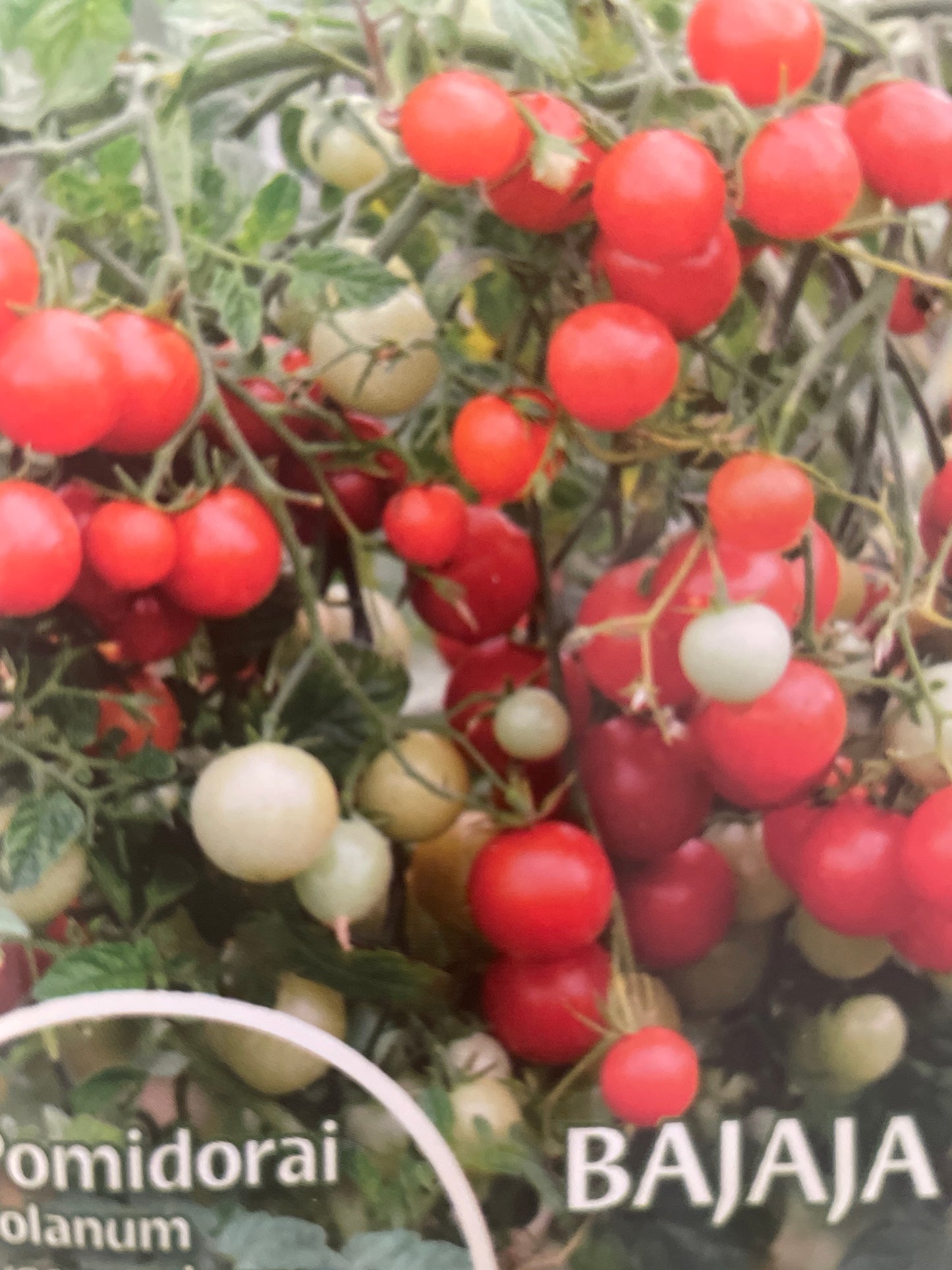 Valgomieji pomidorai BAJAJA, 15s