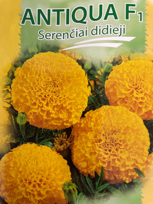 Serenčiai didieji ANTIQUA F1, 15 s