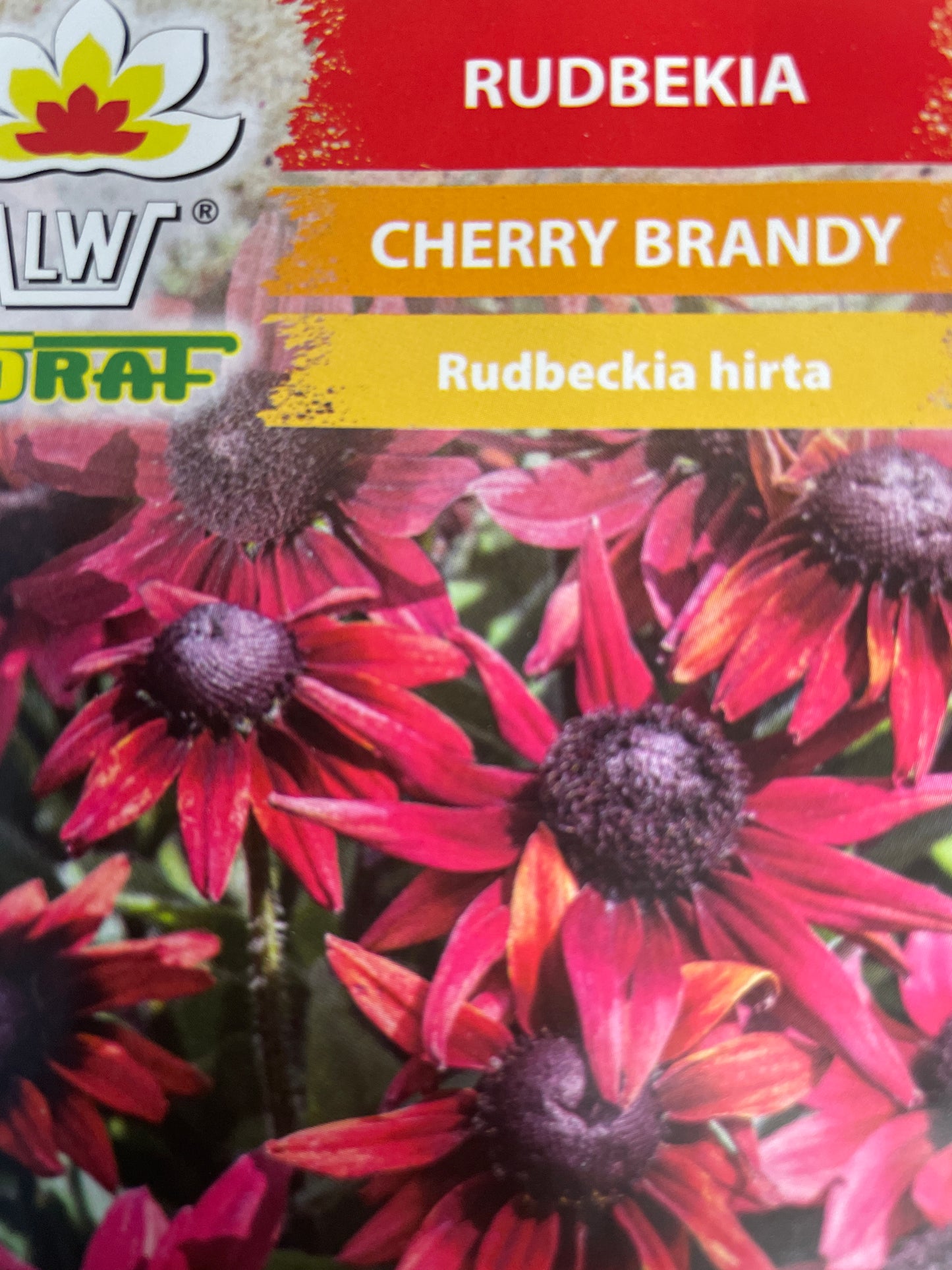 Plaukuotoji rudbekija CHERRY BRANDY, 0,1g
