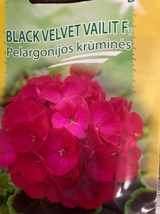 Pelargonijos krūminės BLACK VELVET VAILIT F1, 5 s