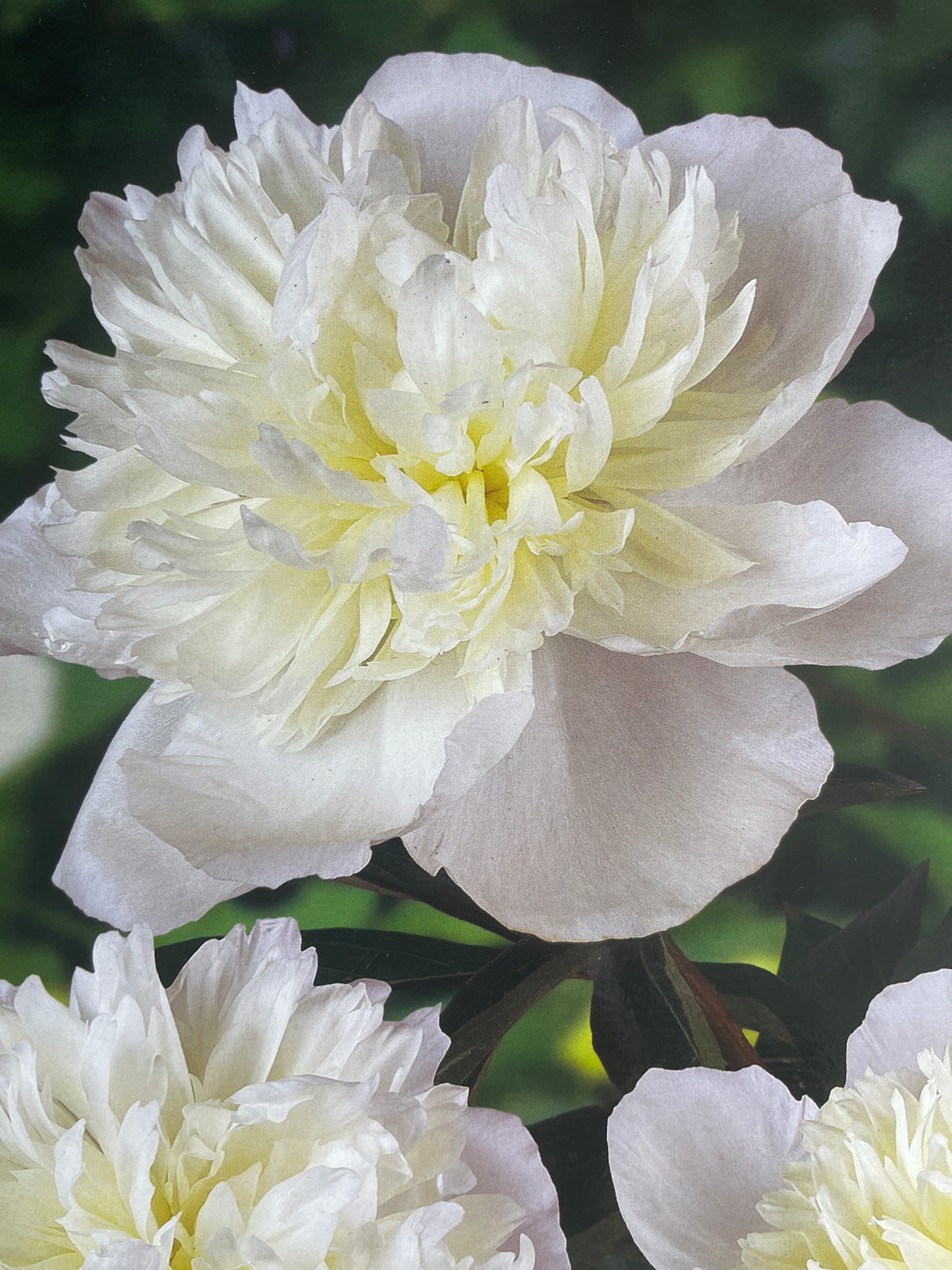 Bijūnas DUCHESSE DE NEMOURS
