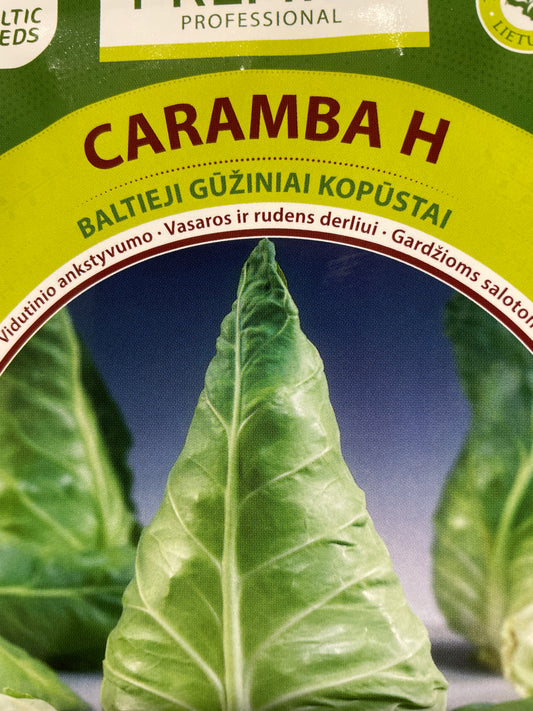 Baltieji gūžiniai kopūstai CARAMBA H, 30 s