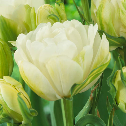 Pilnavidurės baltos tulpės MAUREEN DOUBLE