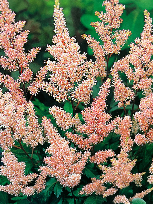 Japoninė astilbė TAWULKA PEACH BLOSSOM, 1 vnt