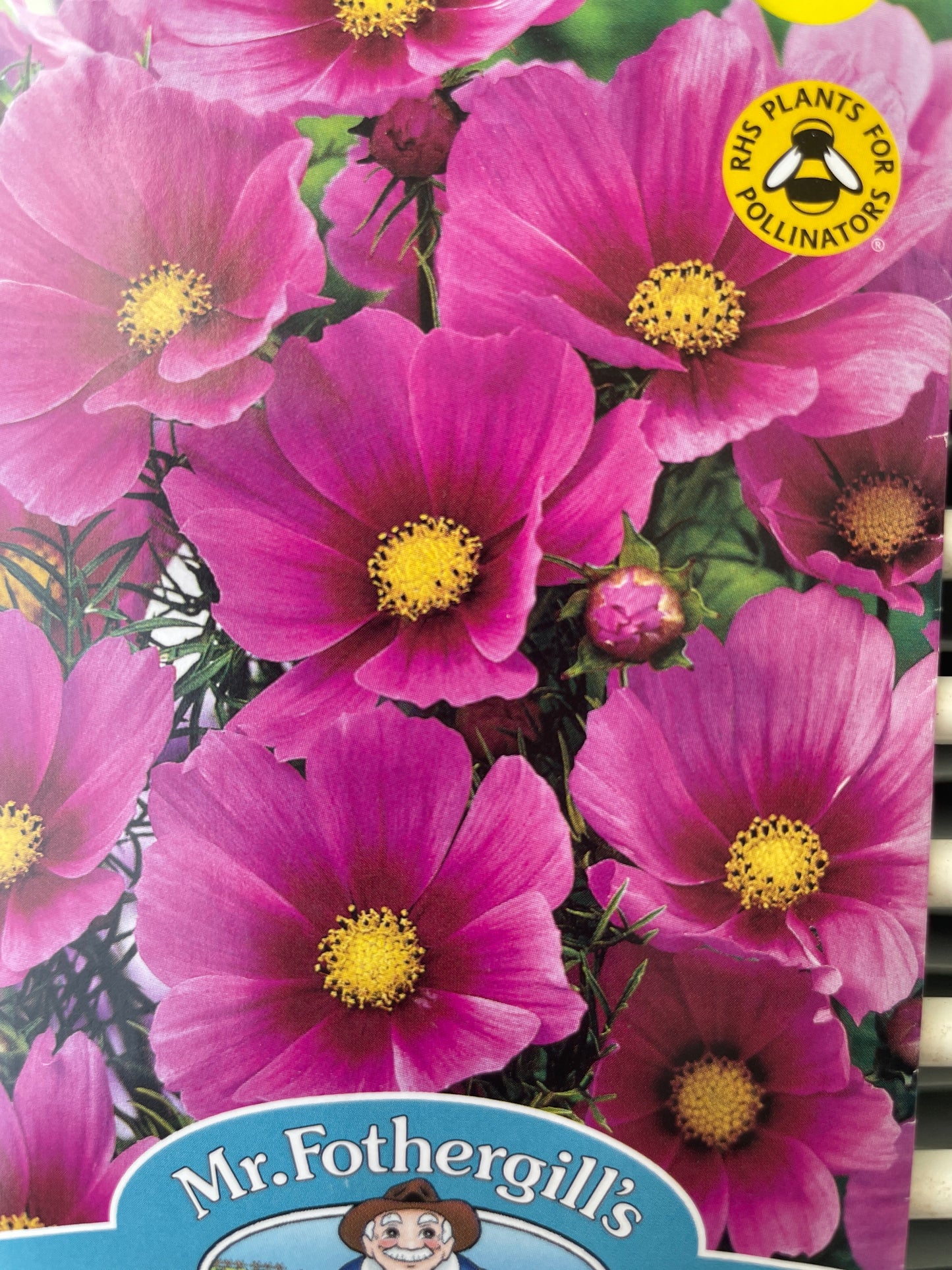 Paprastosios kosmėjos TETRA VERSAILLES DARK ROSE, 60 s