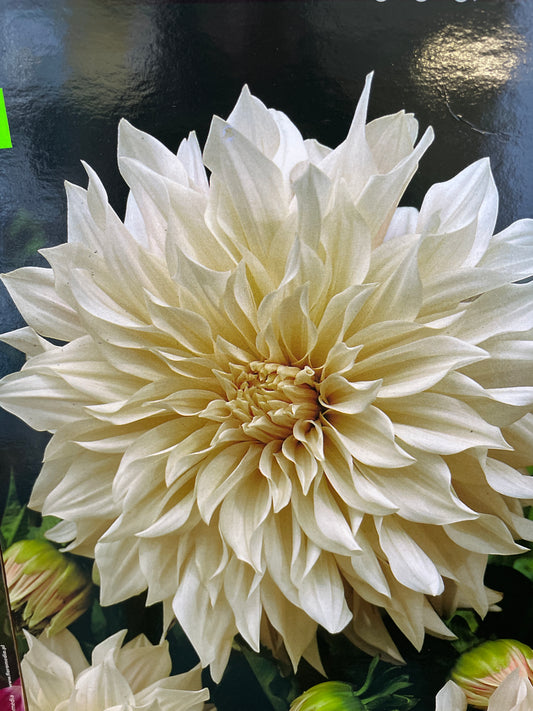 Jurginas CAFE AU LAIT