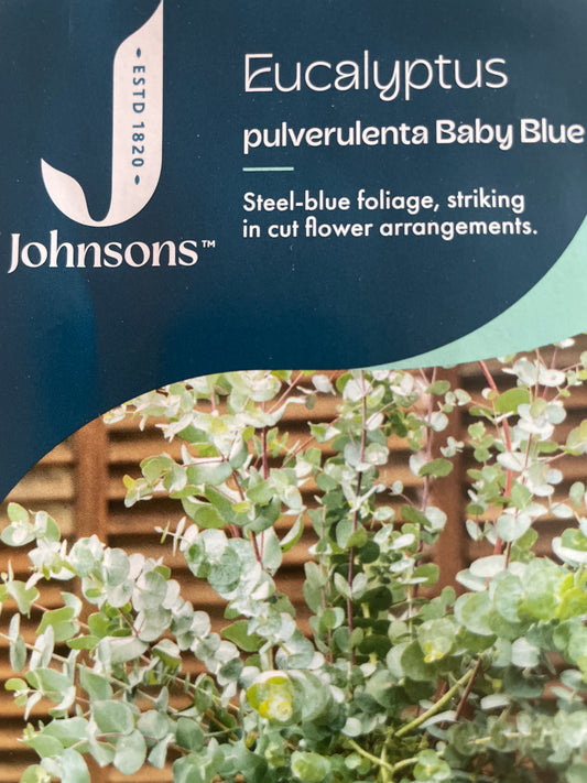 Eukaliptai BABY BLUE, 10s