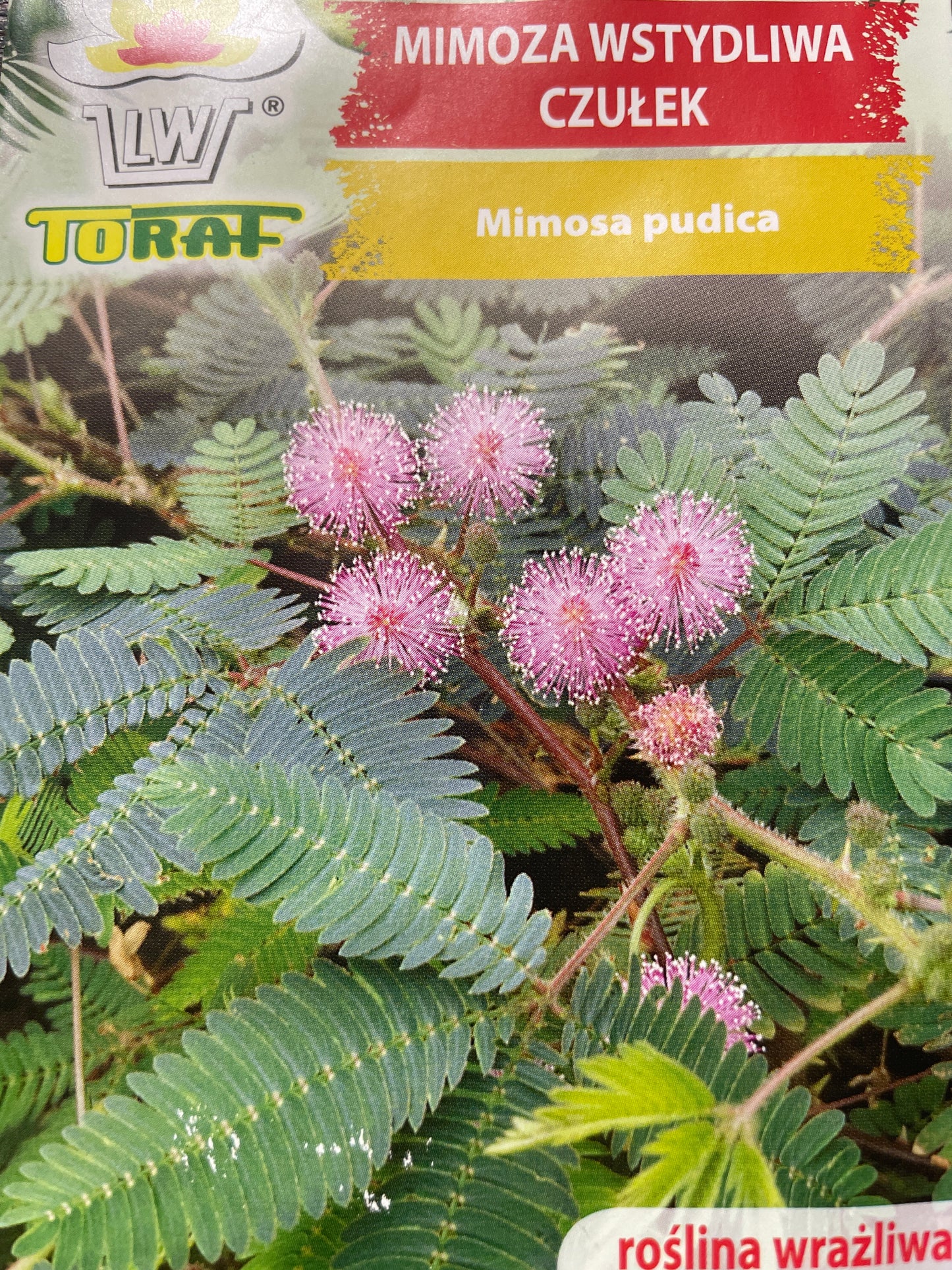 Jautriosios mimozos  0,2g