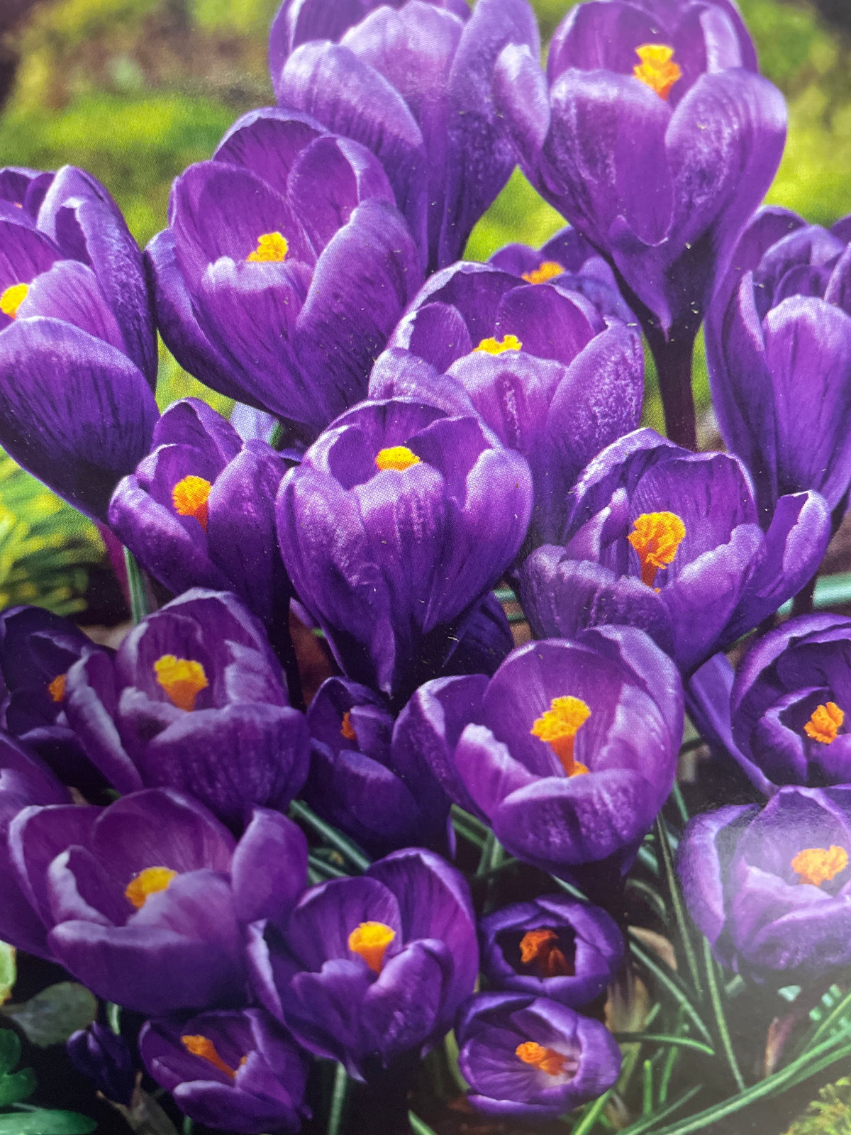 Stambiažiedžiai krokai FLOWER RECORD, 10 vnt.