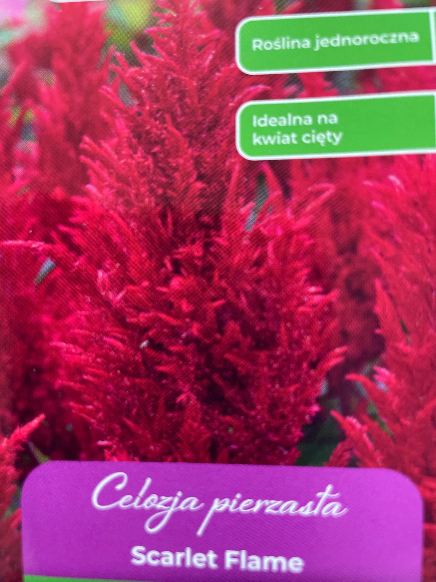 Šluotelinė celiozija SCARLET FLAME, 0,3g