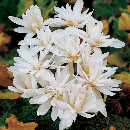 Vėlyvis ALBA (rudeninis)