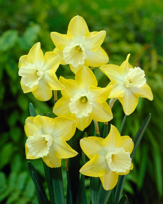 Geltoni narcizai HILLSTAR