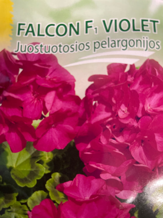 Juostuotosios pelargonijos FALCON F1 VIOLET , 5 s