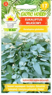 Eukaliptai pilkieji 20s