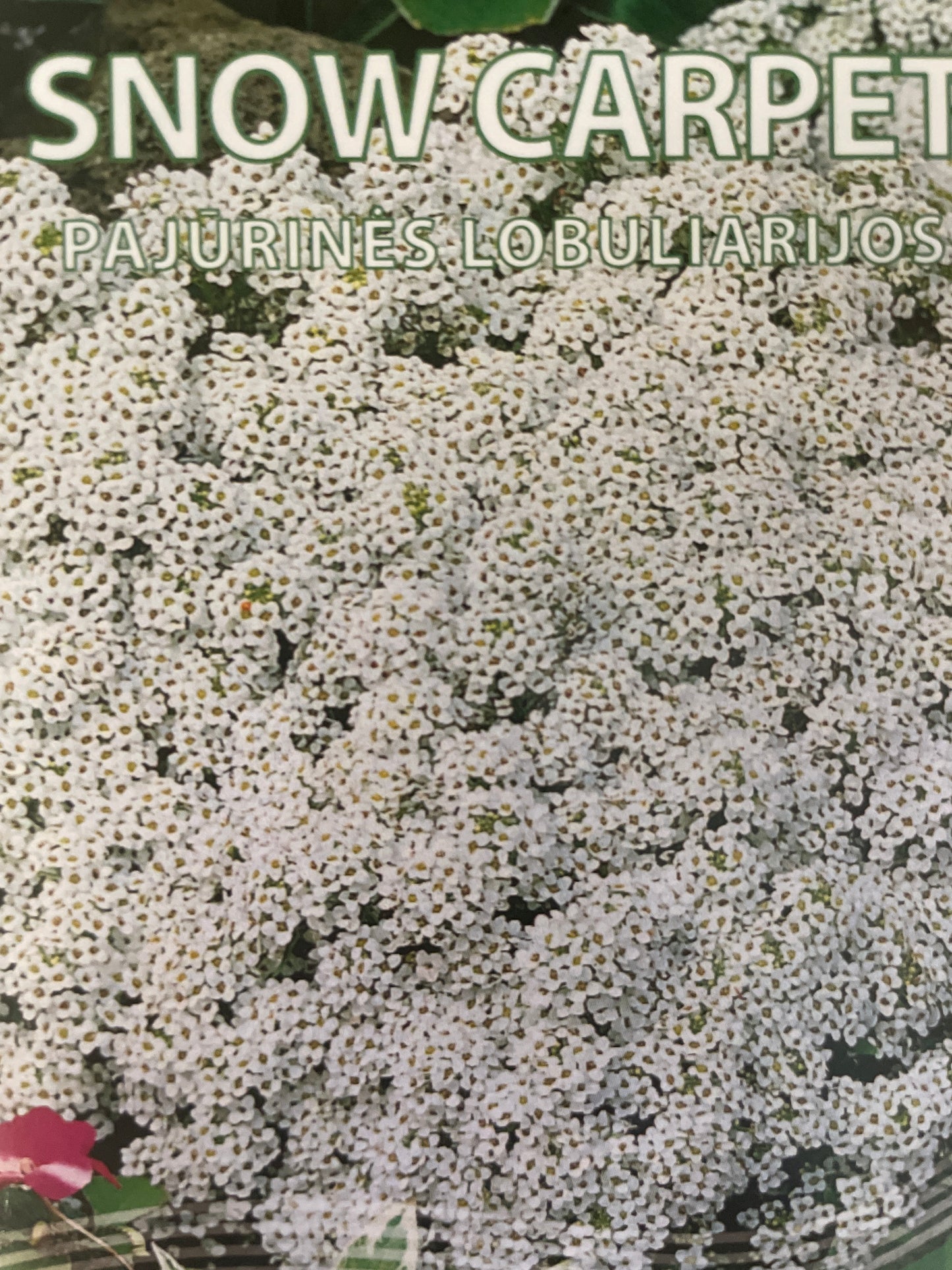 Pajūrinės lobuliarijos SNOW CARPET, 0,5 g