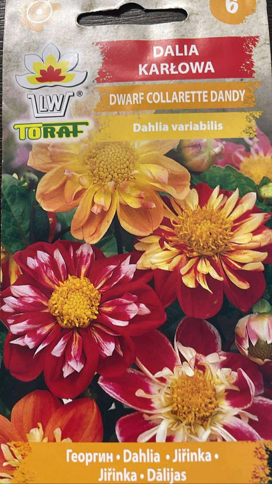 Darželiniai jurginai Collarette Dandy