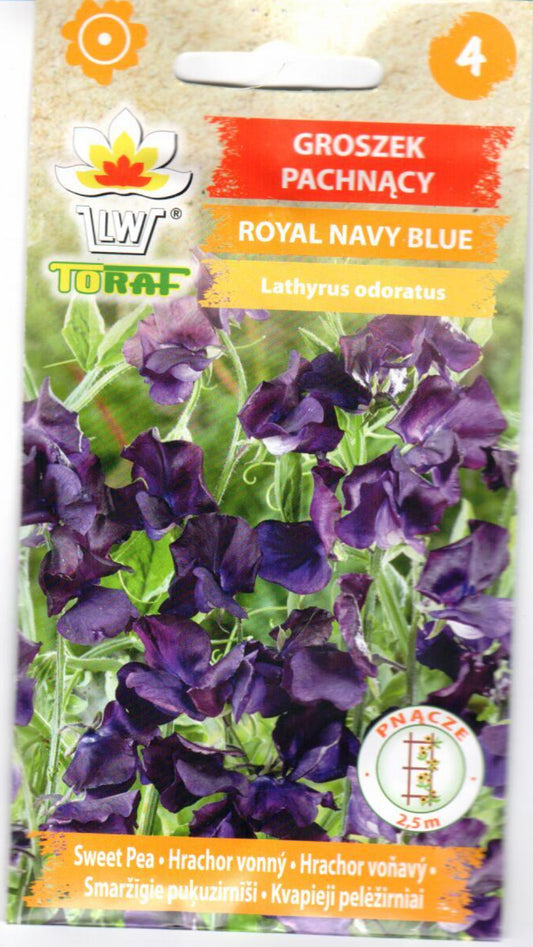 Kvapieji pelėžirniai Royal Navy Blue