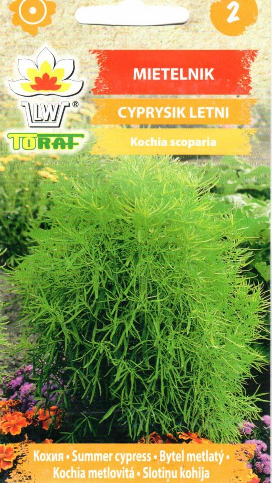 Šluotelinės kochijos 1g