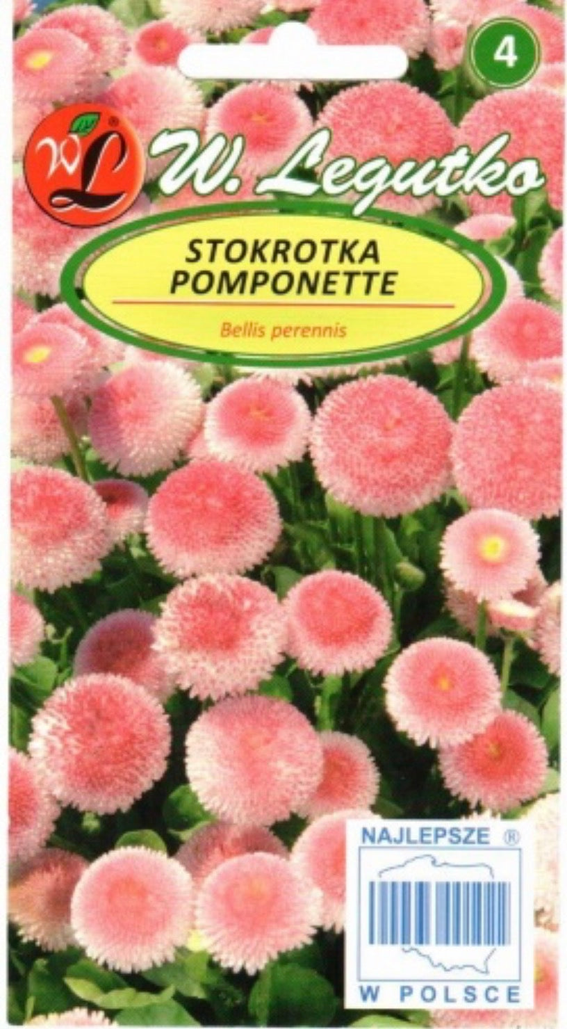 Daugiametės saulutės Maria (rožinės)