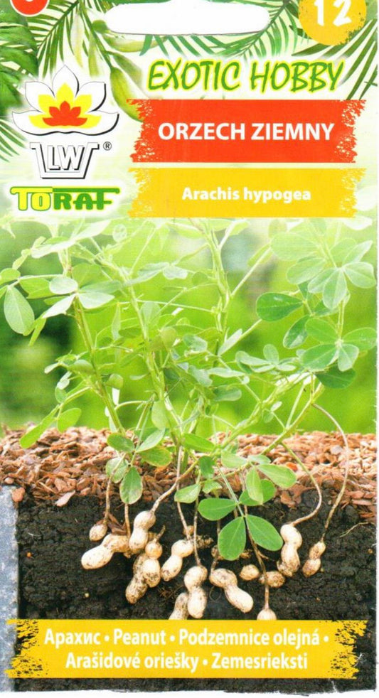 Valgomieji arachiai (žemės riešutai)