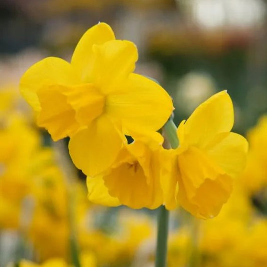 Geltoni narcizai QUAIL
