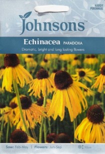 Rausvažiedė ežiuolė PARADOXA  20s