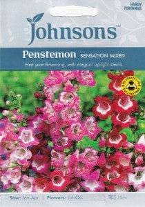 Penstemonai SENSATION MIXED 500s