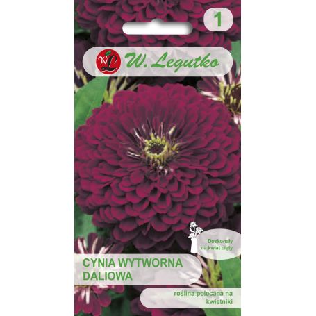 Gvaizdūnės VIOLET QUEEN 1g