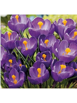 Krokai SATIVUS 10vnt (rudeniniai)