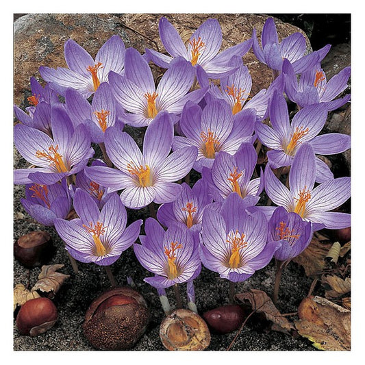 Krokai SPECIOSUS 10 vnt (rudeniniai)