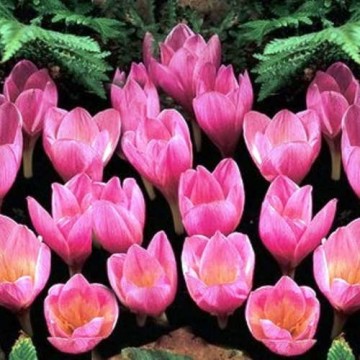 Krokai ZONATUS (rudeniniai) 10 vnt