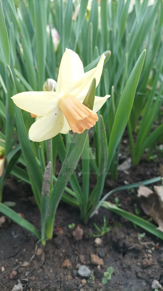 Gelsvi narcizai PROTOTYPE