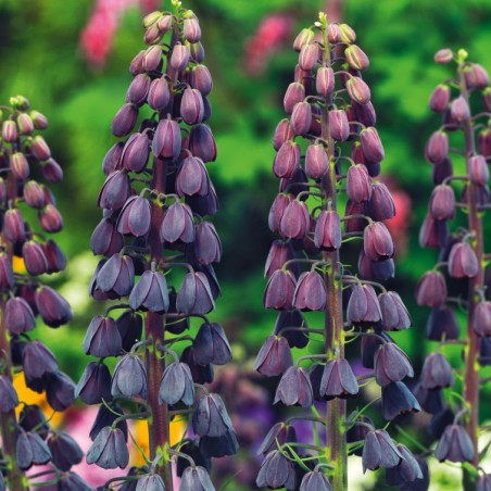 Violetinės margutės PERSIKA