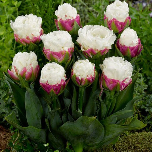 Bijūninės tulpės ICE CREAM