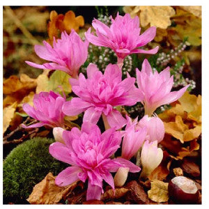 Vėlyvis WATERLILY (rudeninis)